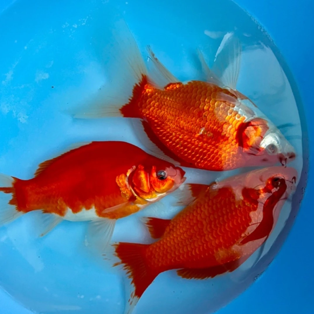 新品红金尺寸10公分