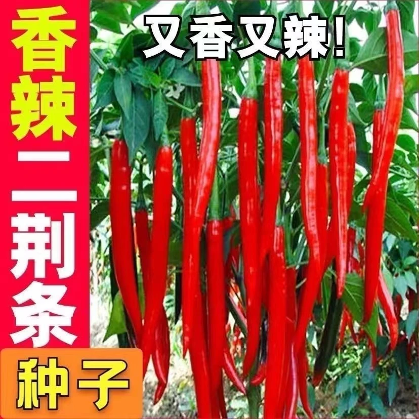 全店满5元包邮】【88】二荆条种子