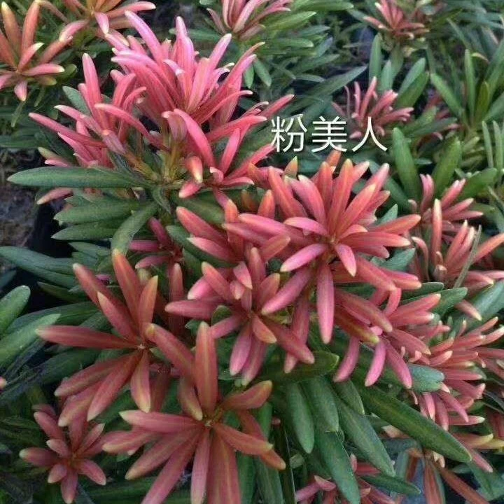 紫金松罗汉松小桃红罗汉松粉美人罗汉松黄金松