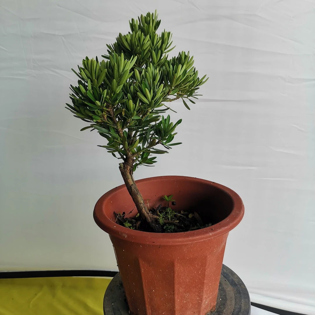 菊花心罗汉松嫁接苗