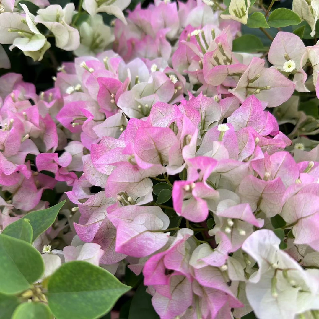 绿樱【一物一拍】陶瓷盆阳台庭院四季勤花渐变色新手桌面植物