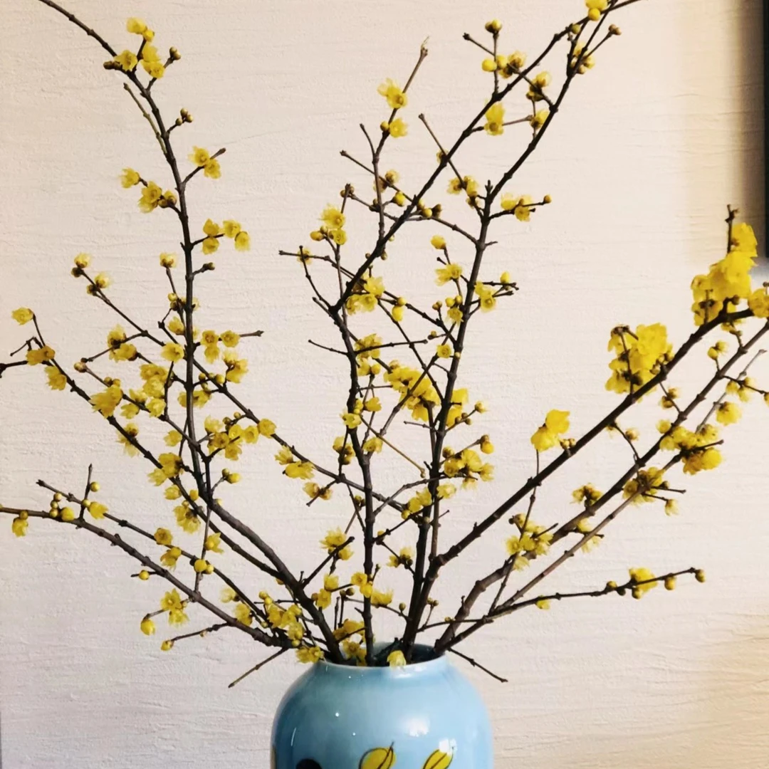 浓香型腊梅花树苗盆栽素心腊梅老桩盆景带花苞耐寒花卉庭院阳台