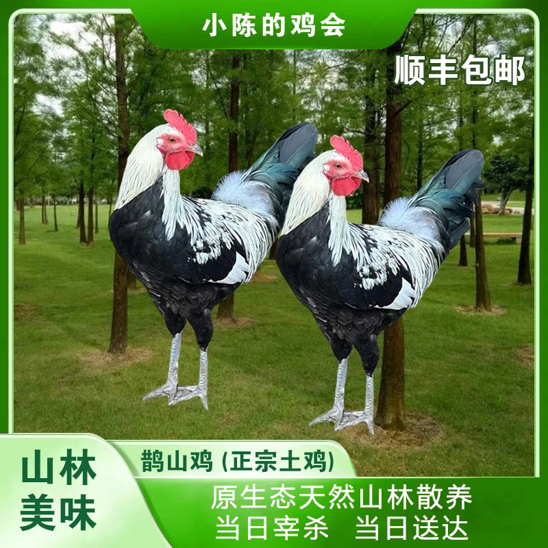 正宗土鸡【鹊山鸡】山林天然散养煲汤油少肉香新鲜(公鸡)现宰现发