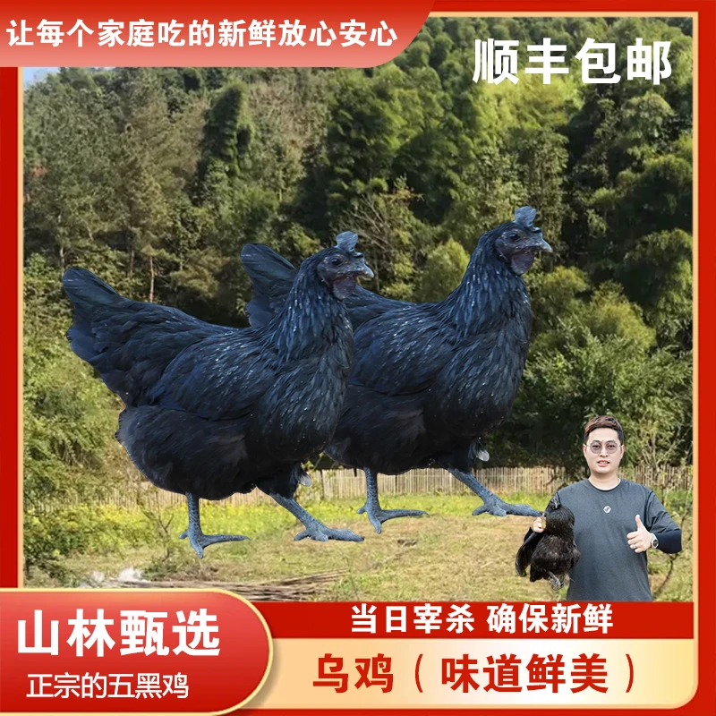 【乌鸡】山林天然散养五黑鸡现杀现发煲汤炖汤新鲜营养健康美味