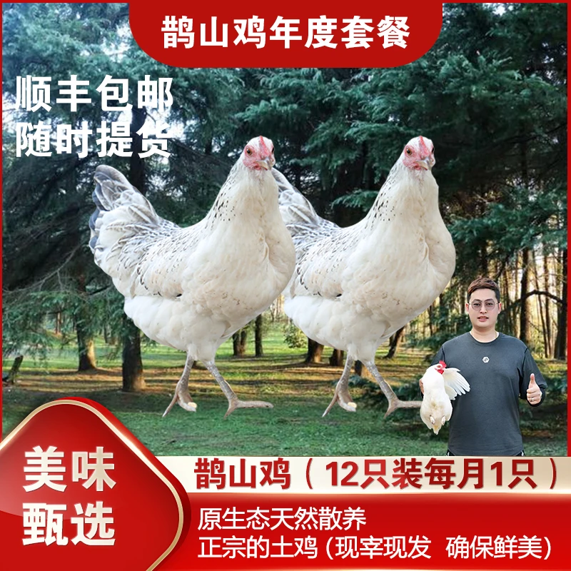 【鹊山鸡】山林天然散养正宗土鸡年定12只装土味（小母鸡）现宰现发