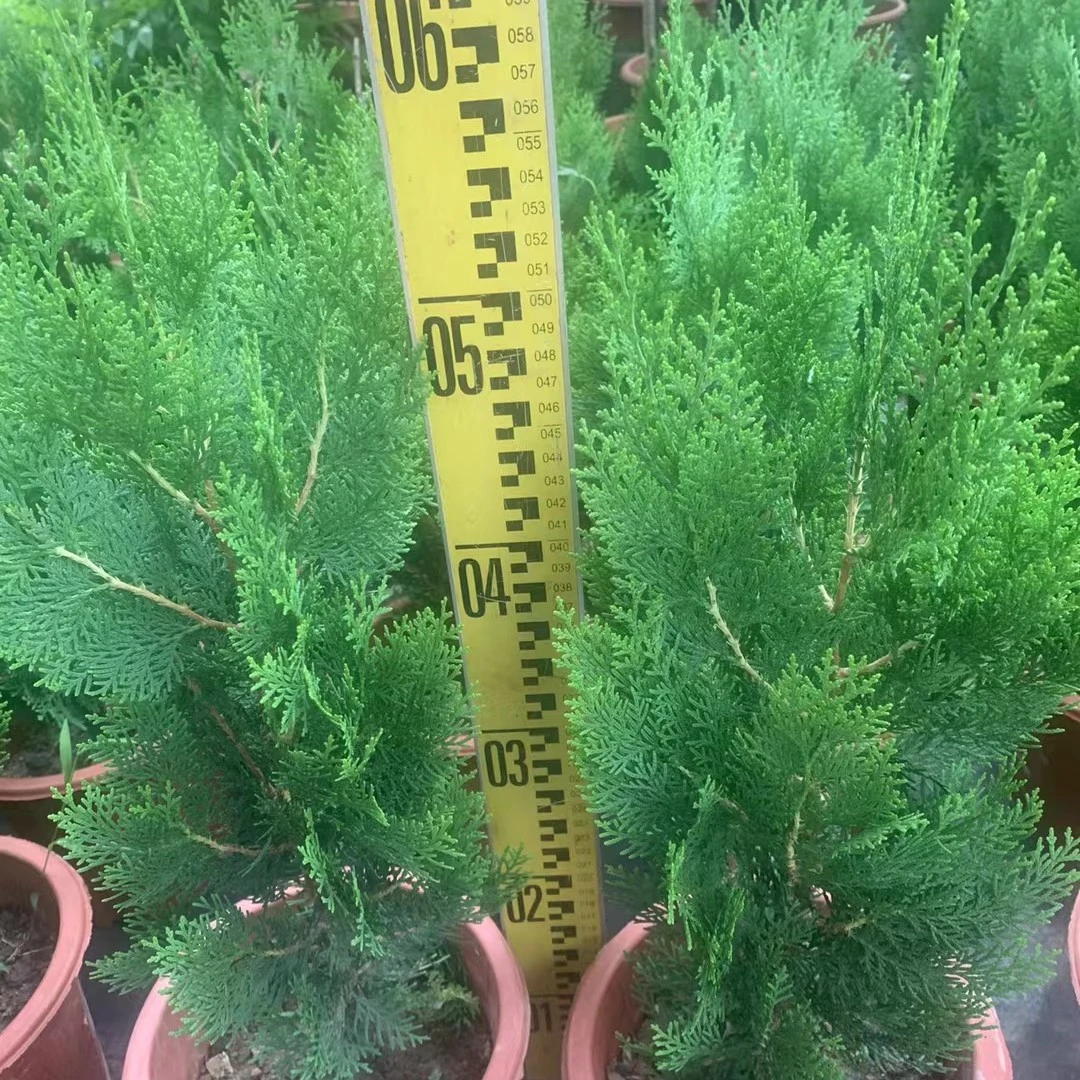 柏树植物盆栽侧柏香树有香味耐寒arqa
