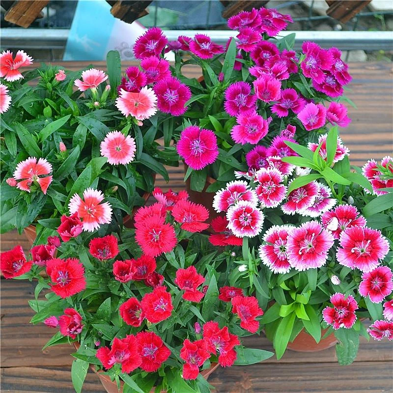 多年生五彩石竹种子10克装