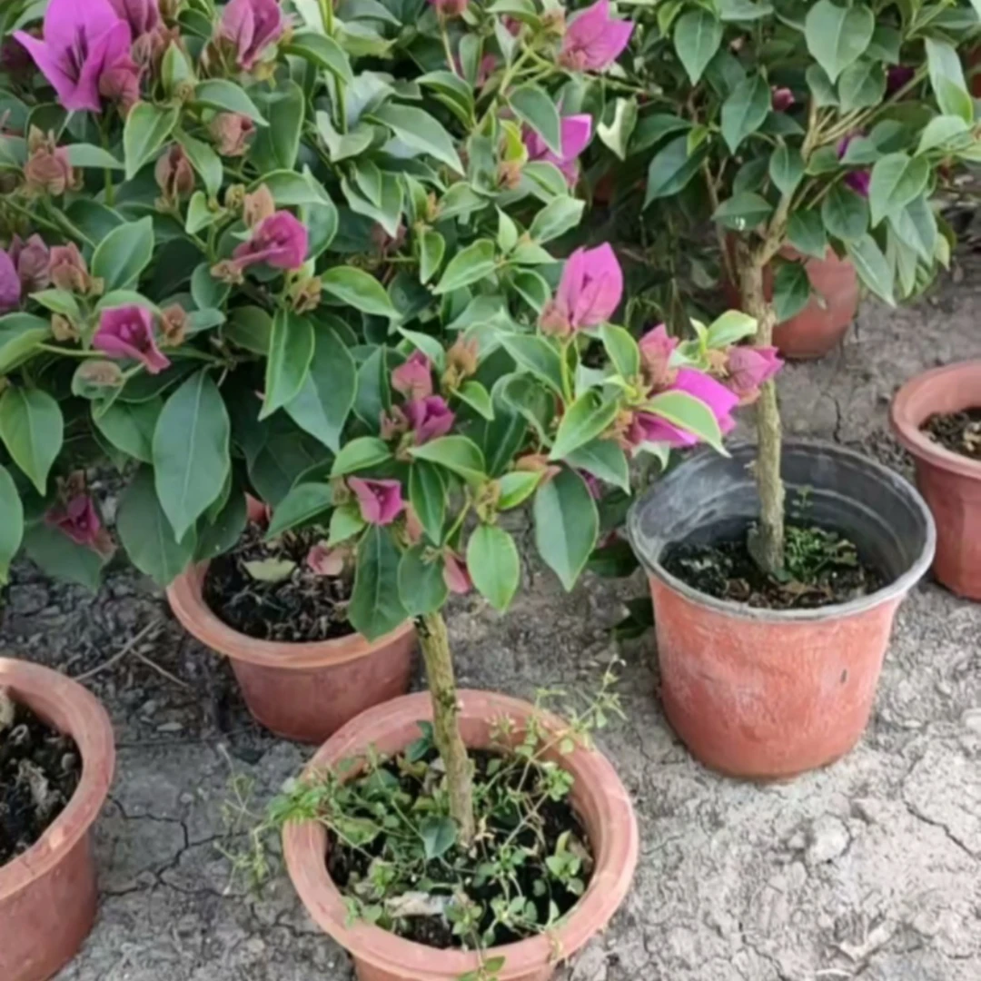 jiaxiangzhihua/家乡之花三角梅紫色  高度60cm  冠幅30