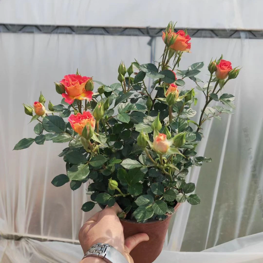 【新疆包邮】二桥玫瑰花h koxrag Attirgul