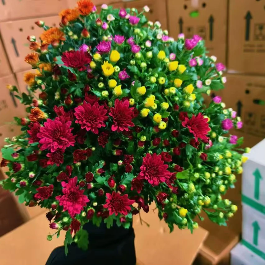 一盆四个色菊花新疆包邮邮政快递发货