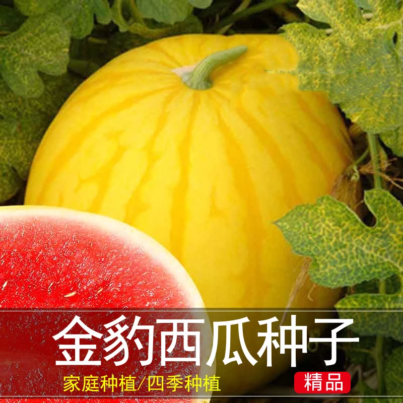sirik xapak kizil at tawuz uruk.黄皮红肉西瓜种子