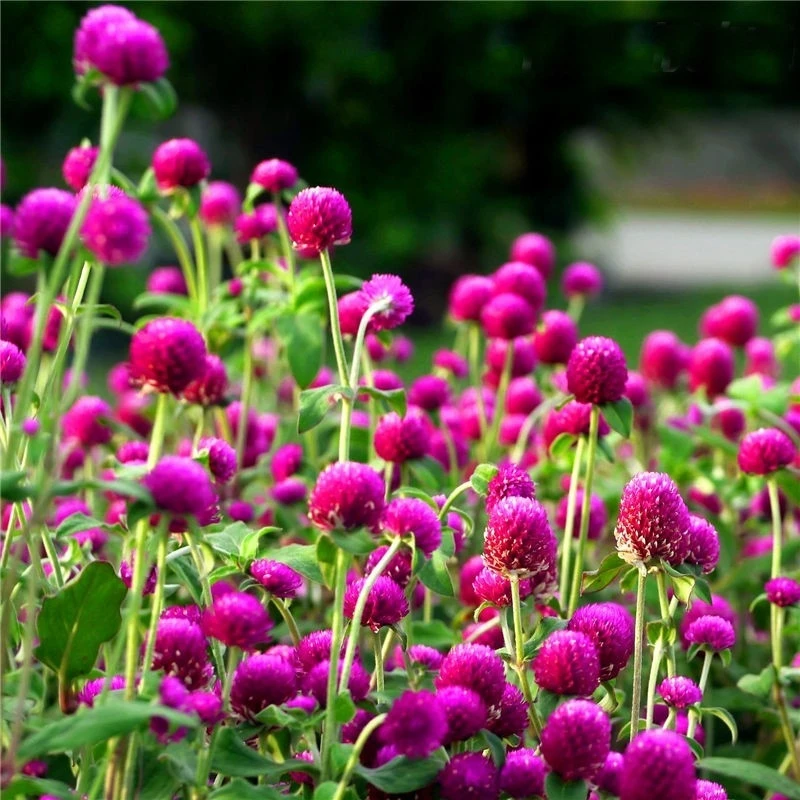 jiaxiangzhihua/家乡之花yasiman千日紫种子