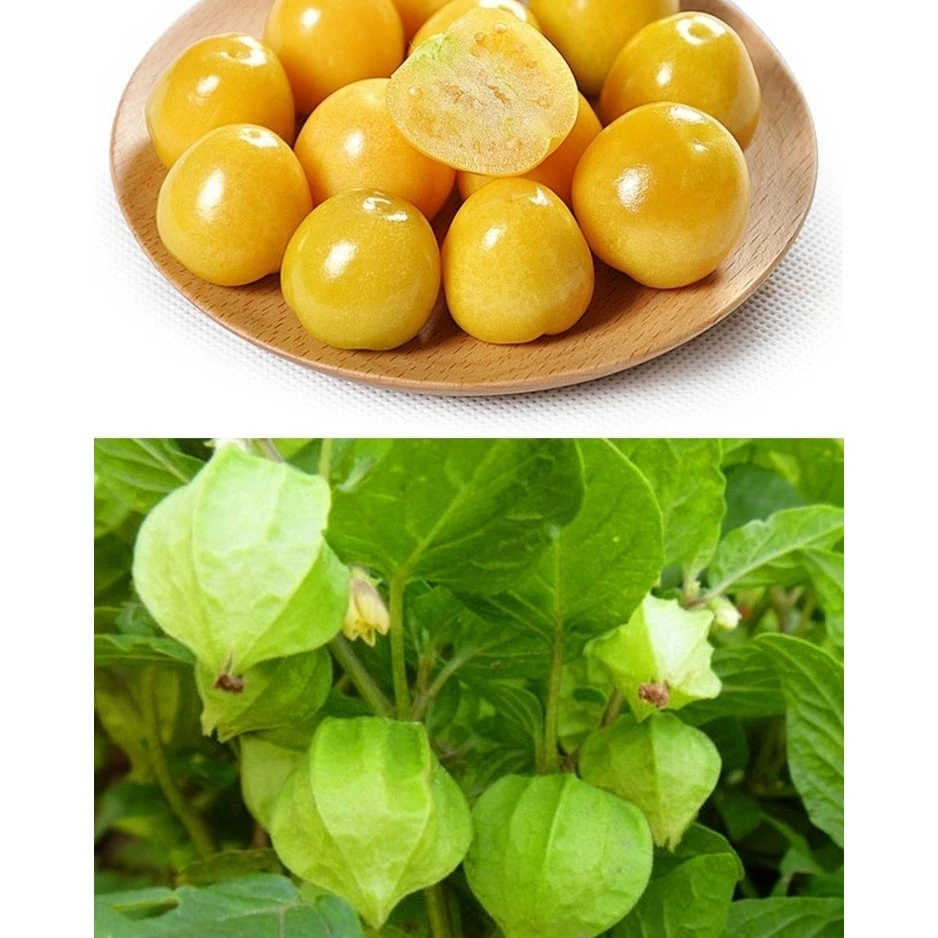 tatlik kiz 黄色姑娘果种子