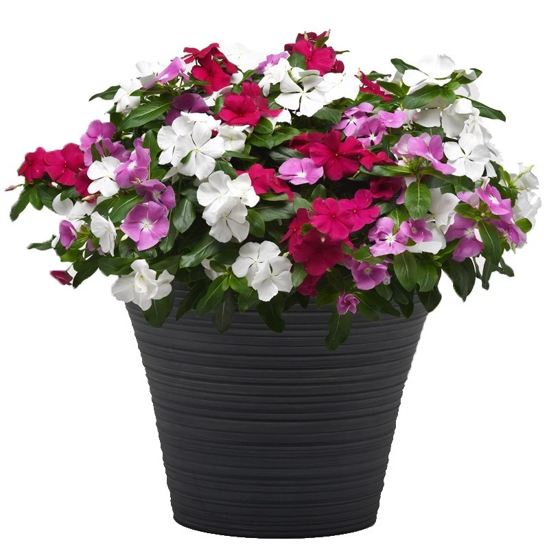 天天开种子混色装50粒