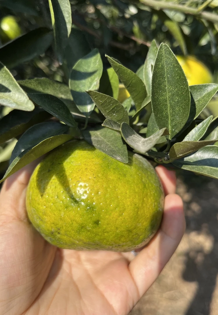 2025年新会核心产区原枝柑二红果（晒陈皮用）现拍现摘