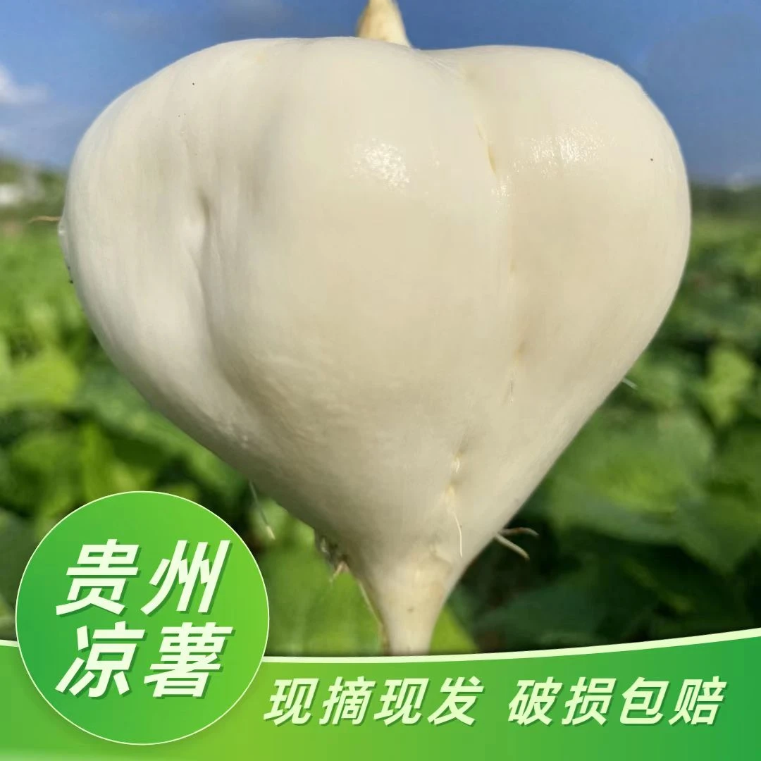 贵州正宗凉薯地萝卜新鲜现挖清脆爽口白地瓜五斤包邮