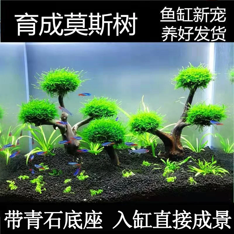 鱼缸造景莫斯树真鱼缸水草厂家直销斗鱼沉木巴西树迎客松莫斯水草