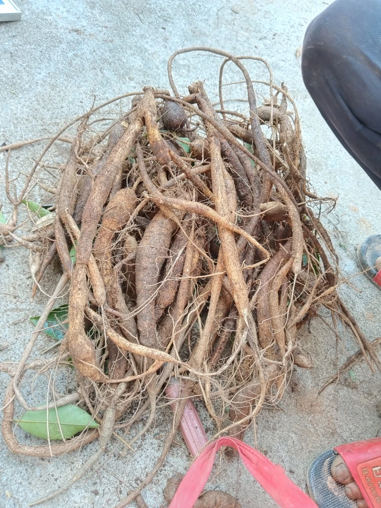 野生小叶牛大力，湿货，500g，（不是干货）