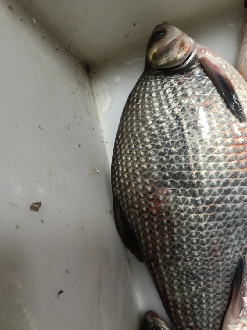 野生大边花鱼，25一斤，包邮，吉林松原。