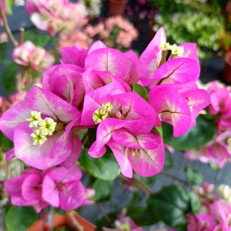 三角梅精选树桩 直播间  一物一拍