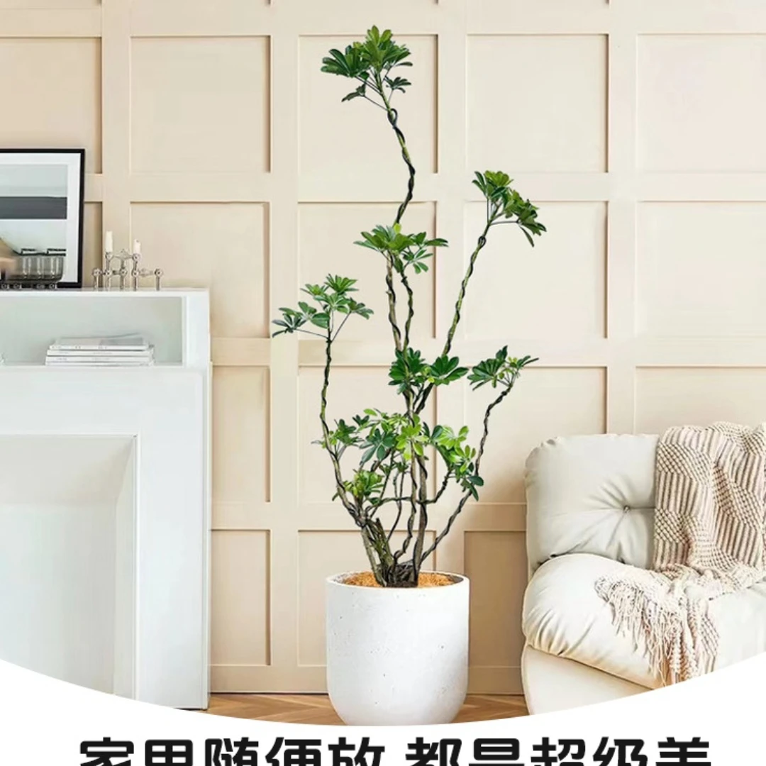 造型款轻奢鸭脚木客厅大盆栽室内造型鹅掌木落地大型植物