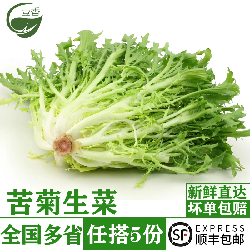 新鲜苦菊250g 苦细叶 苦叶生菜 苦苣菜西餐轻食沙拉蔬菜配菜食材