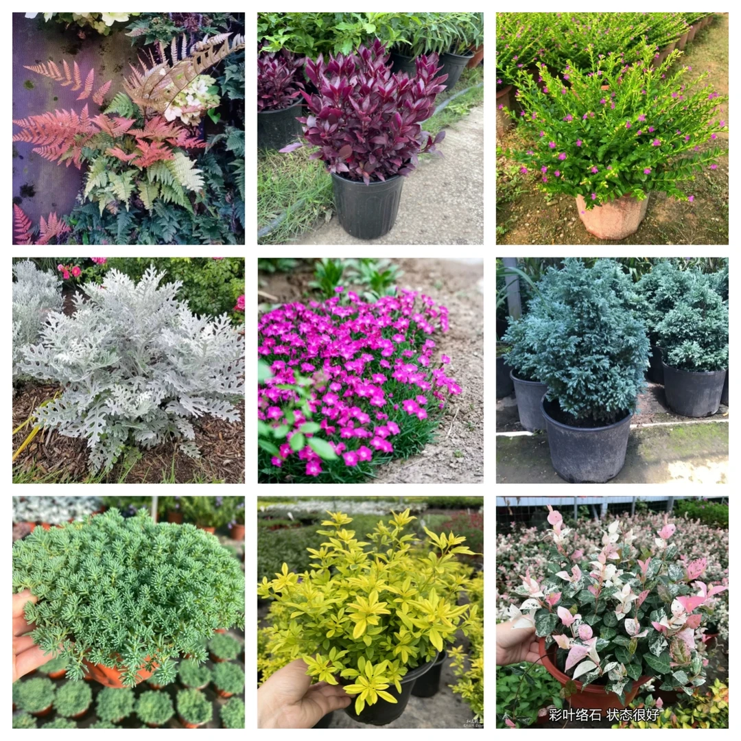 朱蕉花镜植物大全蓝羊茅银叶菊佛甲草欧石竹景天洛花叶络石新妇