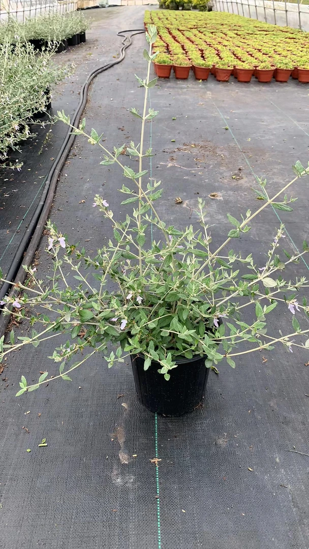 水果兰盆栽多年生耐寒耐热蓝色叶片花镜绿化植物