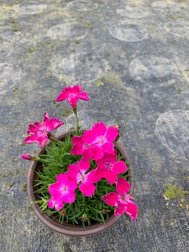 欧石竹四季开花草坪多年生庭院盆栽绿化耐寒耐旱