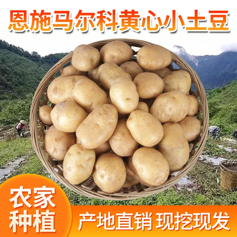 恩施富硒土豆马尔科恩施黄心小土豆农家肥种植高山新洋芋新鲜现挖
