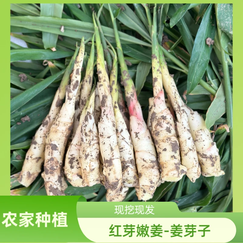 嫩姜姜芽子泡姜腌姜糖醋姜