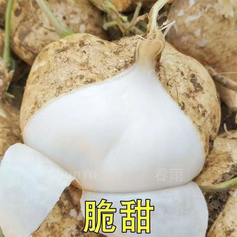 贵州沙地凉薯农家自种地萝卜白地瓜沙葛脆甜多汁现挖现发水果清甜