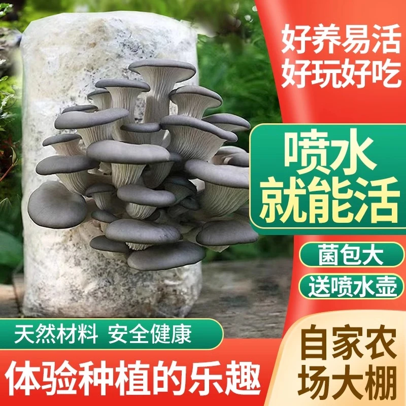 【拍1发3】蘑菇菌种平菇包种植菌包蘑菇种子家庭阳台蘑菇种植菌种包