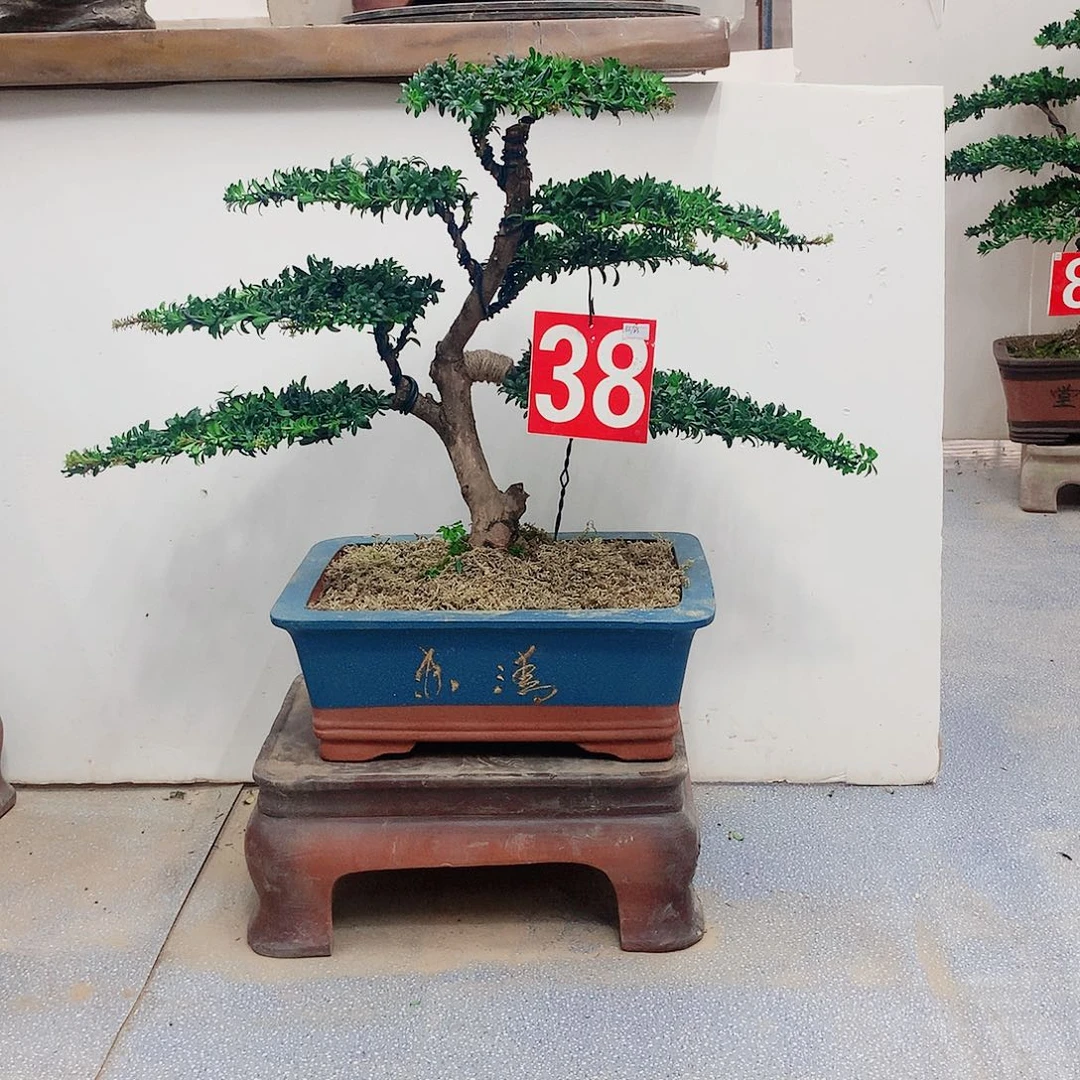 紫砂精品罗汉松盆景