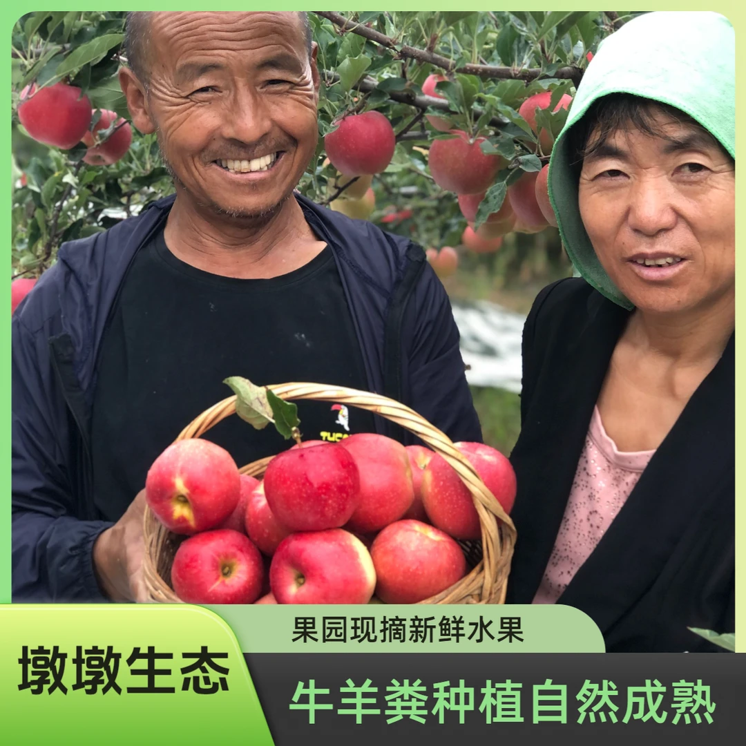 3陕西淳化生态嘎啦红苹果-牛羊粪种植-