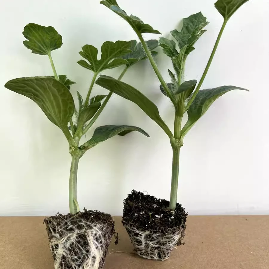 嫁接西瓜苗8424麒麟瓜四季种植高产早熟盆栽阳台露天南方苗秧春季