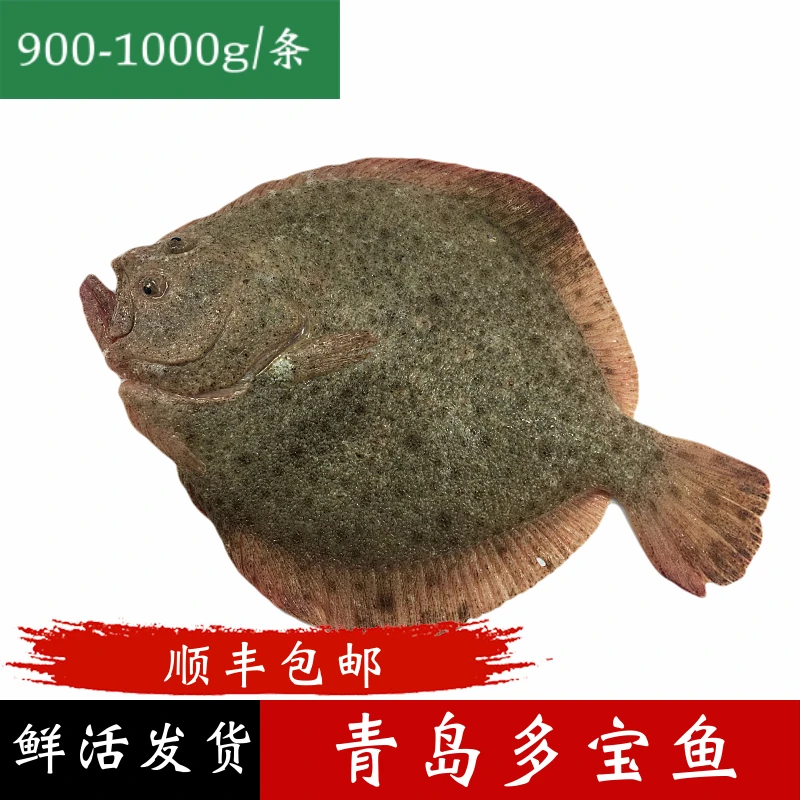 多宝鱼 2斤左右 是真么刺 拿去红烧（可宰杀）