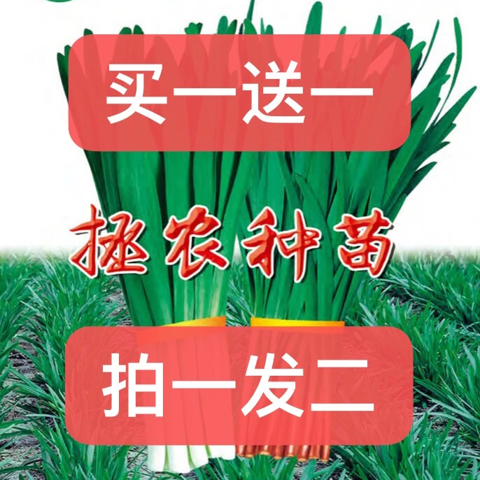 拯农韭菜种子，抗寒，抗病，高产