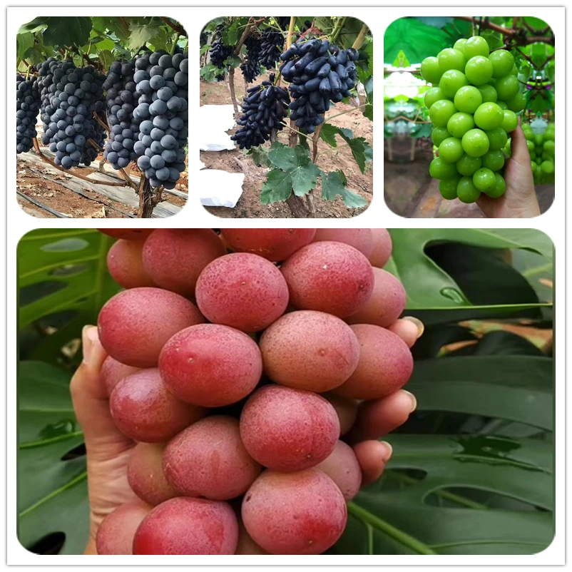 一物一拍 阳光玫瑰妮娜皇后巨峰庭院爬藤南北方阳台盆栽花园植物
