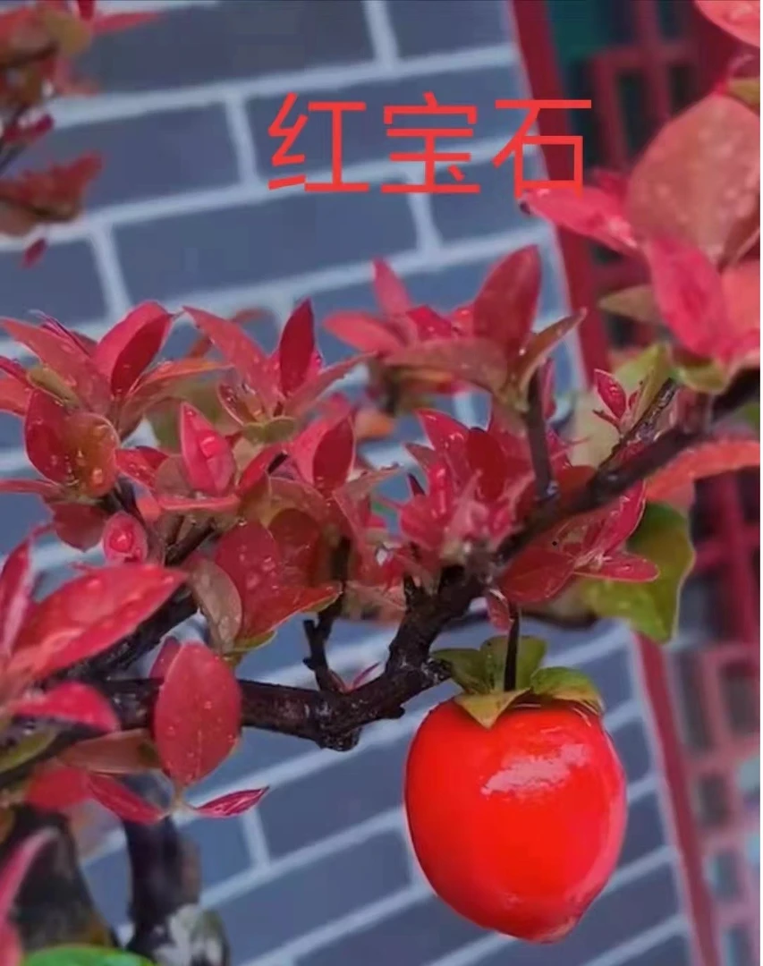 金弹子盆景  嫁接所用枝条  红宝石