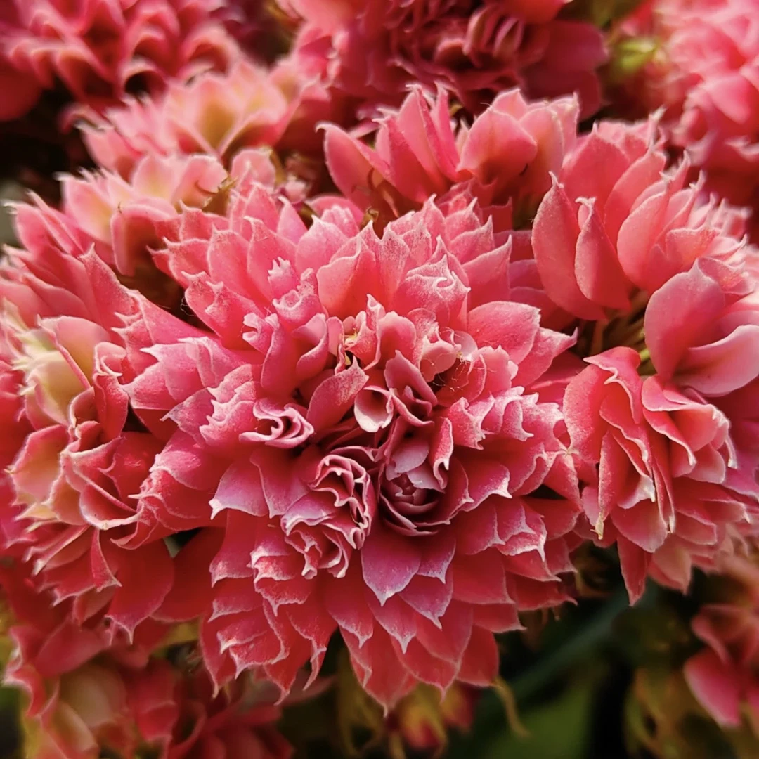 长寿花【红莲花神】110盆超大花