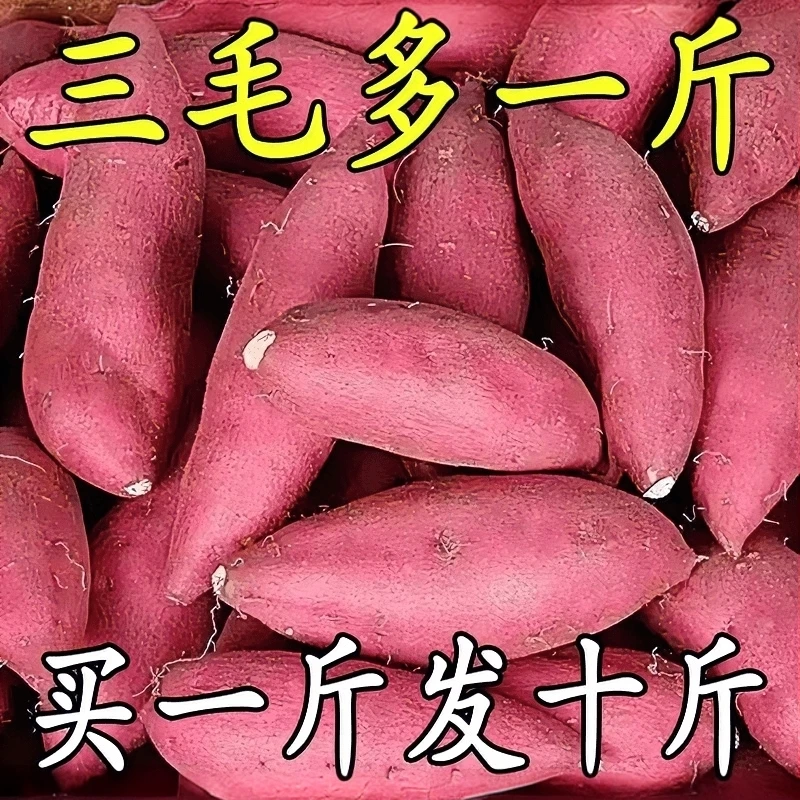 【新鲜现挖】新鲜红薯沙地番薯糖心红薯蜜粉糯香甜烤红薯烤地瓜红薯
