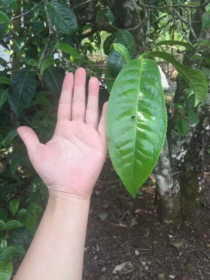 云南普洱茶红茶（511-520）