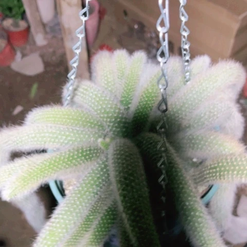 九尾狐0181。123456789