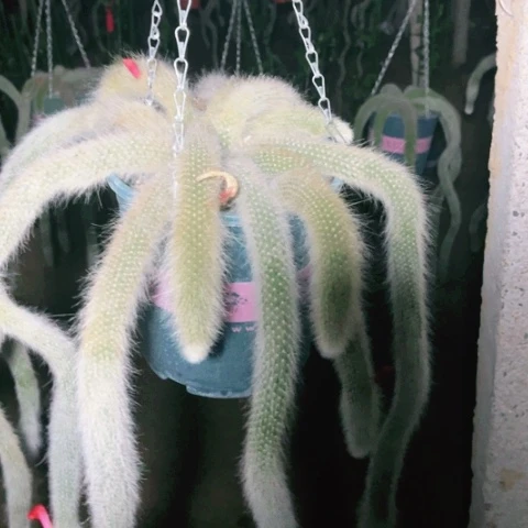 九尾狐7919 123456789 88