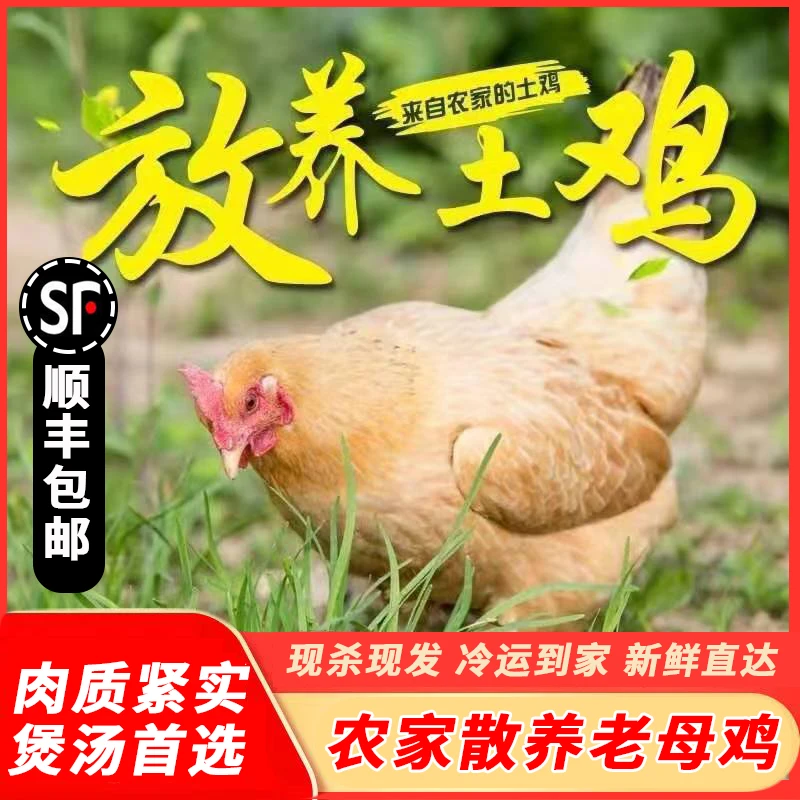 【两年老母鸡】现杀散养老母鸡带内脏土鸡两只净重4-4.5斤冷链包邮