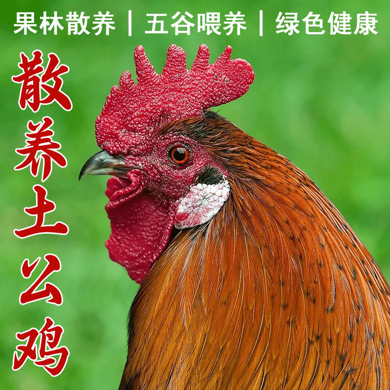 【三媚家】果园散养大公鸡笨鸡土鸡溜达鸡2只净重4-5斤顺丰包邮