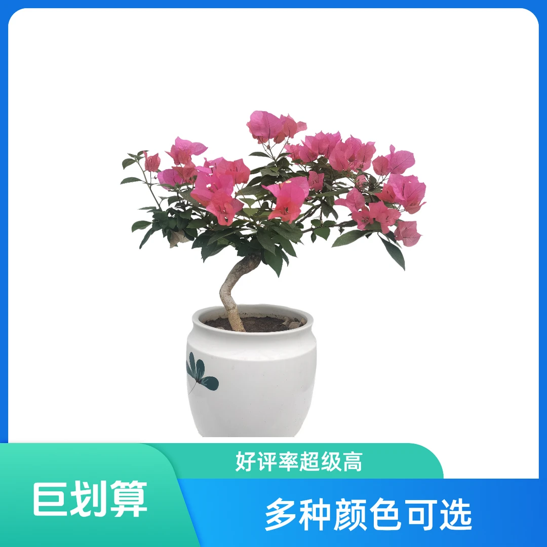 精品提根三角梅盆景四季开花一物一拍