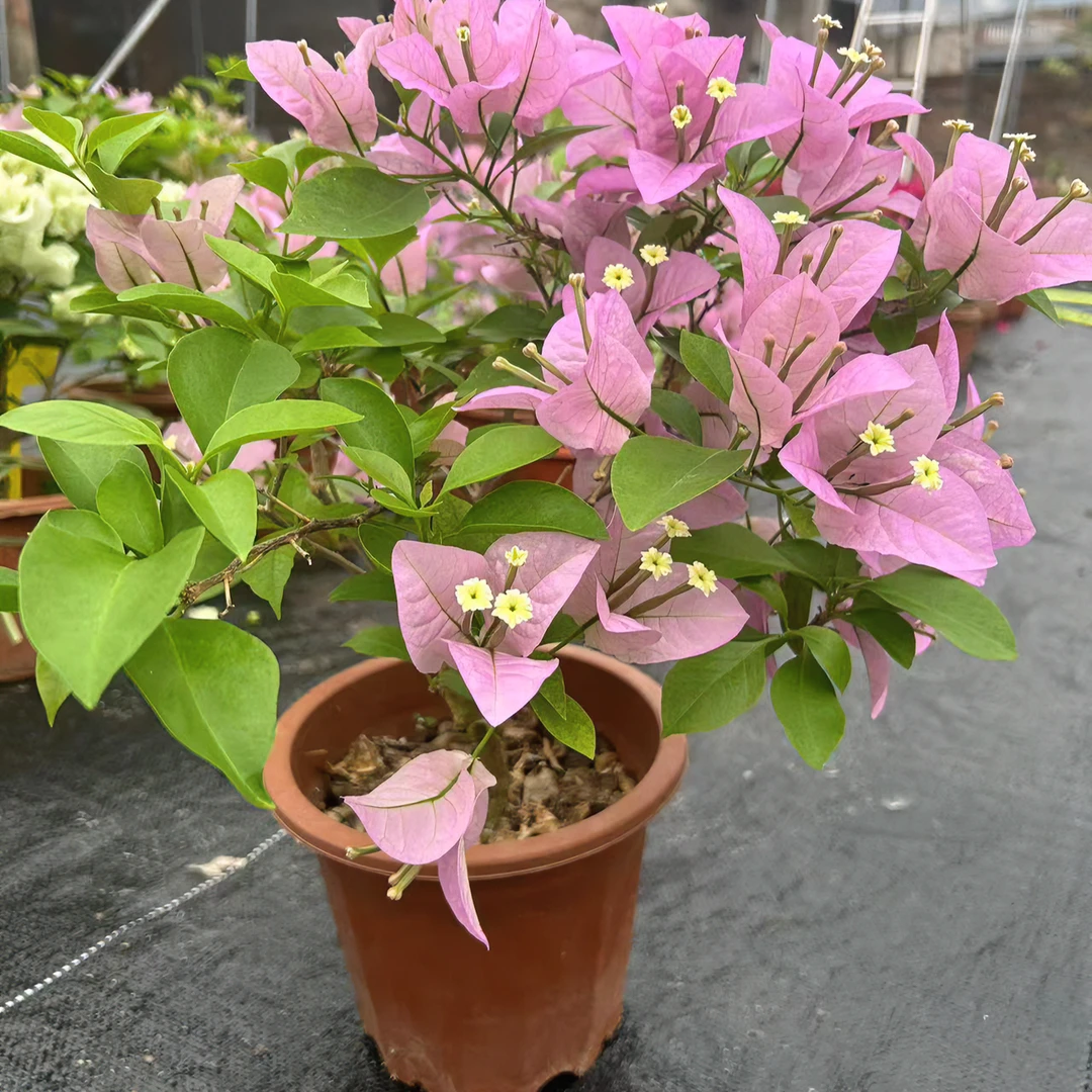 花之缘三角梅盆栽三角梅花夏季金色养护橙色冬季粉红生长适宜