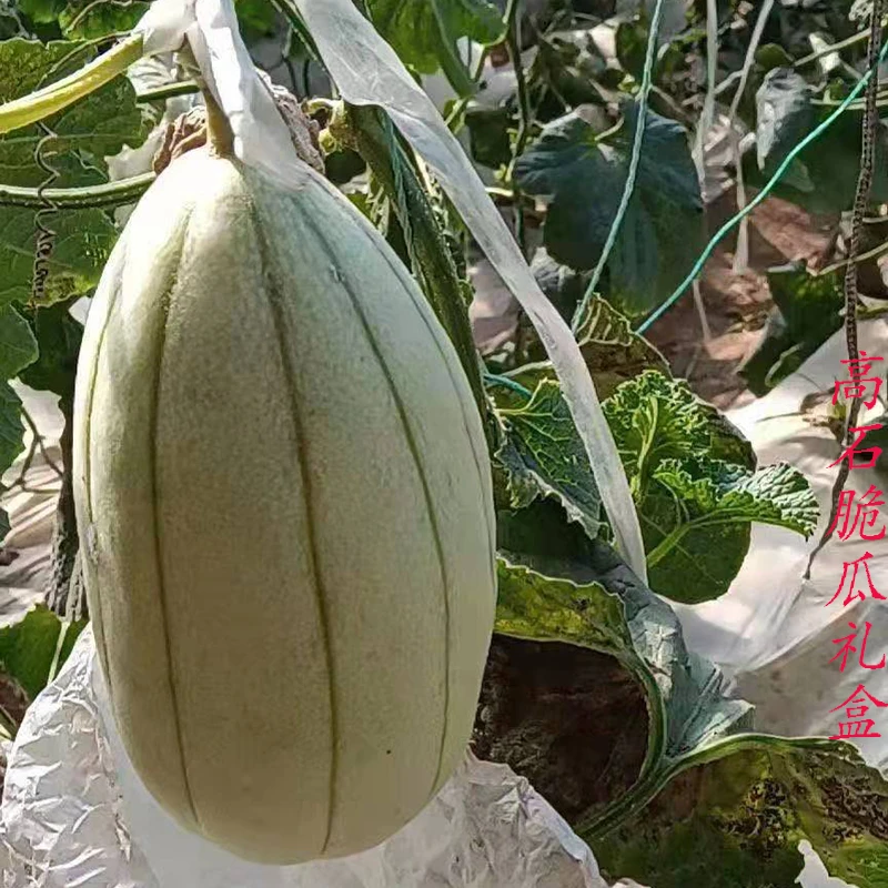 陕西高石新鲜采摘甜瓜酥脆甜皮薄多汁当季水果